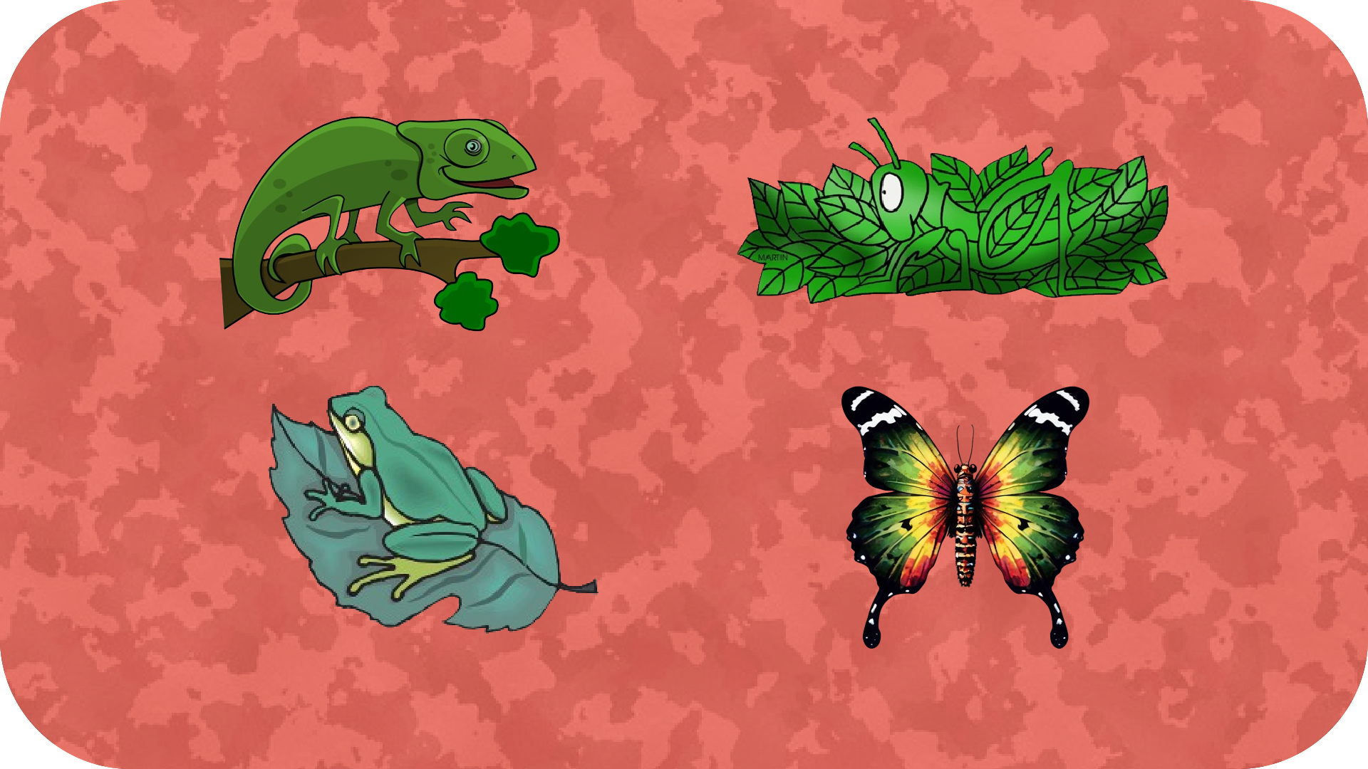 Animal's Camouflage and their Covering